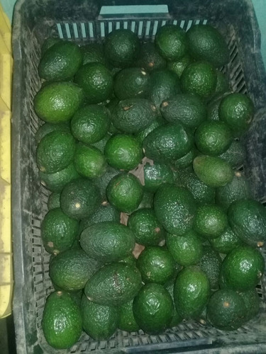 Aguacate Hass O Mendez (avoart) Con Envio 5k