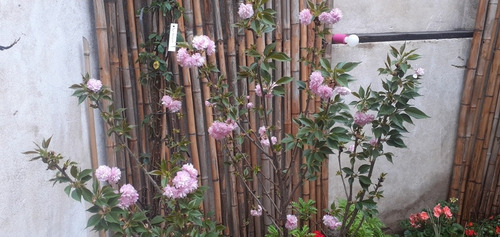 Imagen 7 de 10 de Prunus Sakura Cerezo Japonés, Cerezo De Flor Arbustivo 30lts
