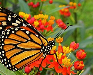 Combo De Plantas Para Atraer Mariposas Y Colibríes Al Jardín | MercadoLibre Combo De Plantas Para Atraer Mariposas Y Colibríes Al Jardín | MercadoLibre