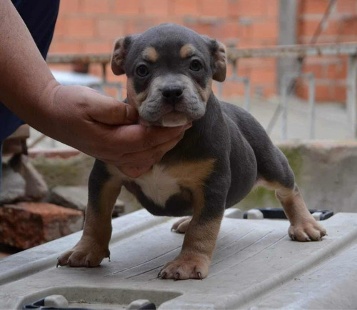 Espectacular Cachorro Bully