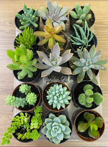 Kit Mini Suculentas/cactos Com 20 Mudas Diferentes