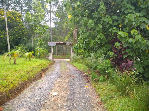 Imagem 9 de 19 de Sítio À Venda Em Miracatu Com Ampla Área Aberta Aproveitável! - 416 - 33675526