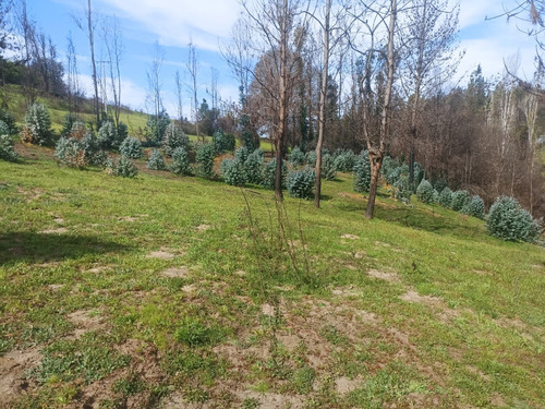 Terreno Chequenal Nacimiento 3.575 Mt2 $16.000.,000.-