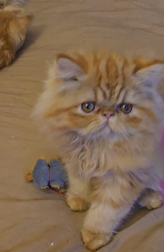 Gatita Hembra Persa Redtabby/vacunada-desp/kit Comida Regalo Naranja Claro