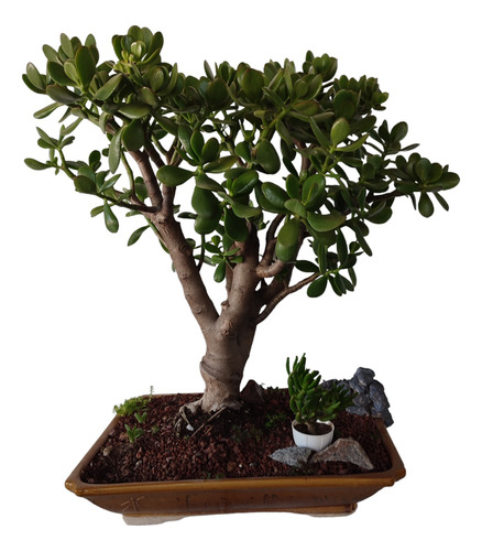 Bonsai Arbol De Jade 