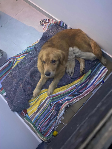 Imagem 2 de 5 de Filhote De Golden Retriever - Macho