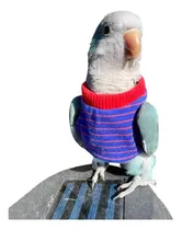 Comprar Ropa De Pájaro De Hezhuo, Suministros Para Pájaros Loros, Y