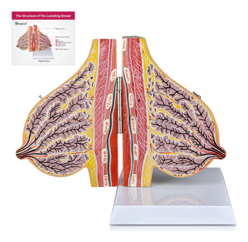 Modelo De Sección Sagital De La Mama Lactante
