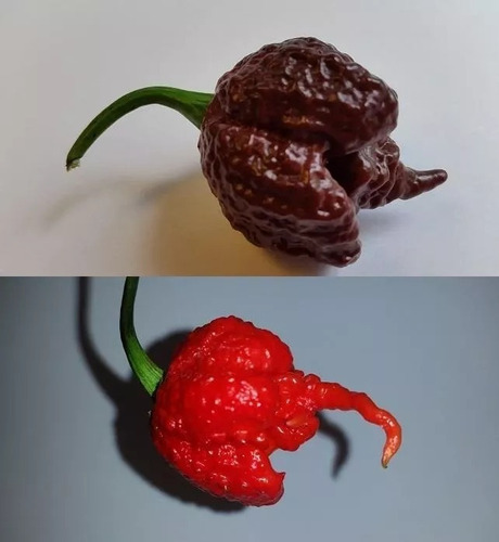 100 Sementes Carolina Reaper Chocolate + Carolina Red 