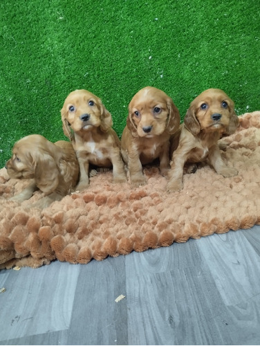 Cachorros Cocker Spaniel Entrega Inmediata 