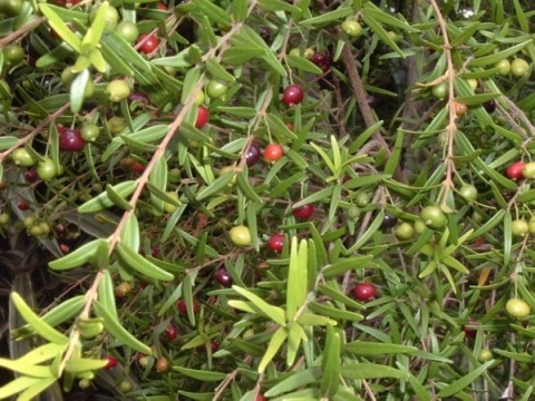 100 Sementes De Eugenia Sprengelii