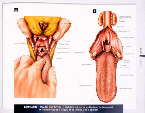 Atlas De Anatomía De Pequeños Animales, Conceptos Básicos