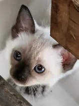 Comprar Gato\u002Fas Siameses(bebes)