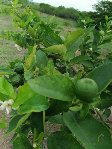 Imagen 2 de 8 de Terreno De 1.8 Hectáreas Con Producción De Limón En Tuzamapan, Coatepec, Veracruz