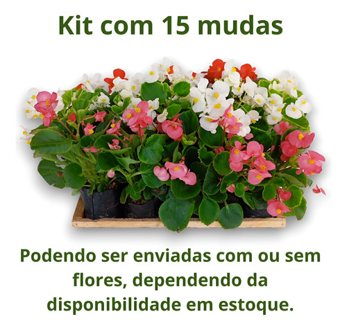 Kit 15 Mudas Begonia Cerosa - Folha Verde - Cores Sortidas