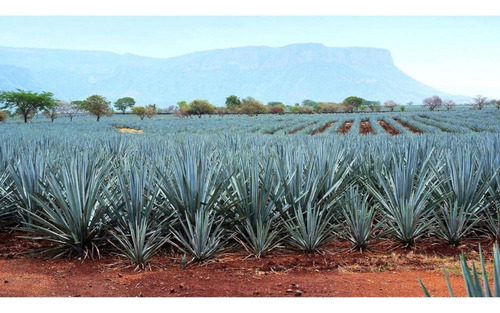 Tequila El Charro Reposado 100% 1 L
