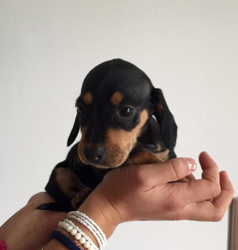 Preciosos Salchicha Mini Dachshund