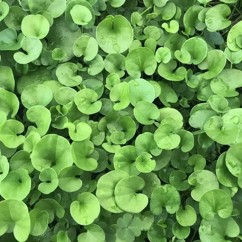 Semilla De Dichondra Rapens - Oreja De Ratón (500g)