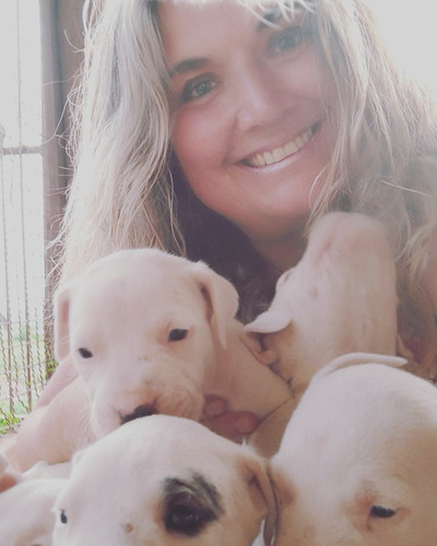 Dogo Argentino