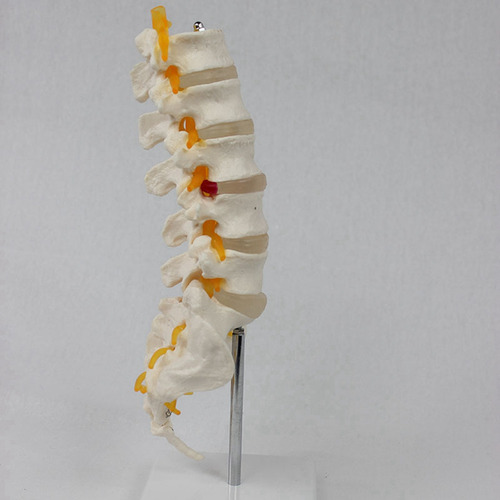 Modelo De Equipo De Enseñanza: Columna Lumbar De 5 Segmentos