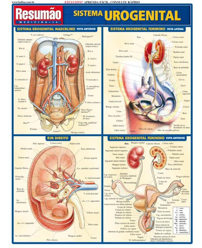 Sistema Urogenital