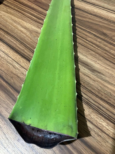 5 Kg. De Penca Madura De Sabila (aloe Vera) Para Pulpa