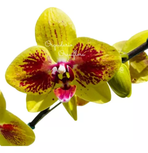 Orquídea Phalaenopsis Amarela Com Vermelho Planta Adulta N80