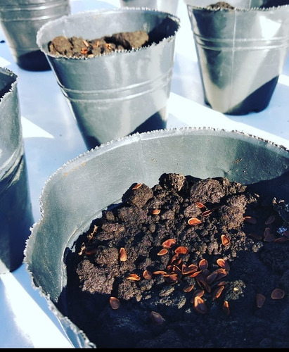 50 Semillas De Asclepias Recién Cosechadas. Organicas