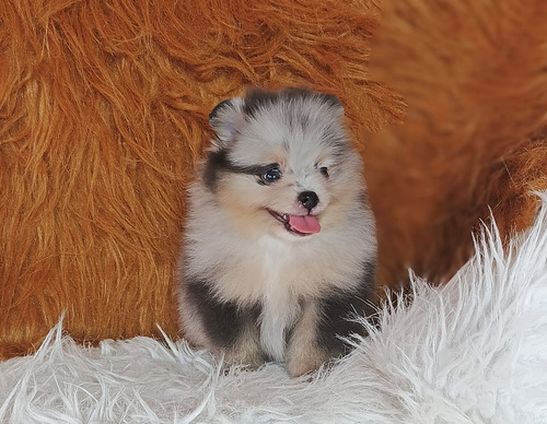 Hermoso Cachorro Pomerania Cara De Oso Merle Exotic Pet