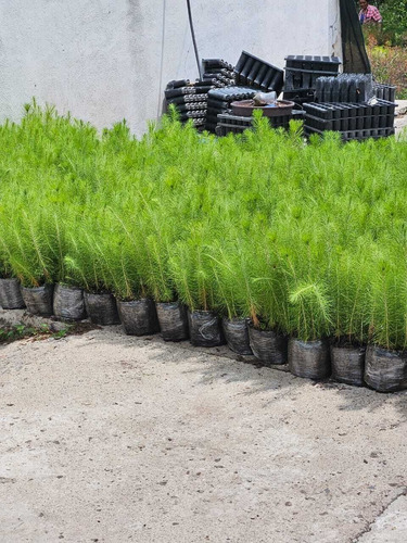 Terreno En Venta En Amealco