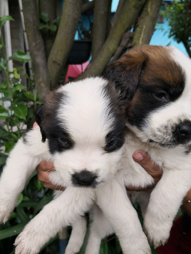 Cachorros Sab Bernardo!!!