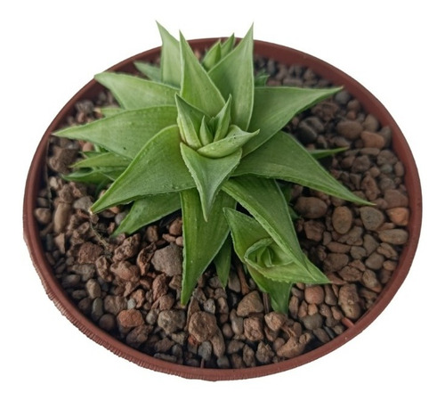 Haworthia Limifolia Var. Ubomboensis - Uma Planta