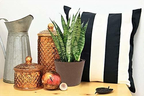 Costa Farms Sansevieria Planta De Interior En Vivo De Serpie