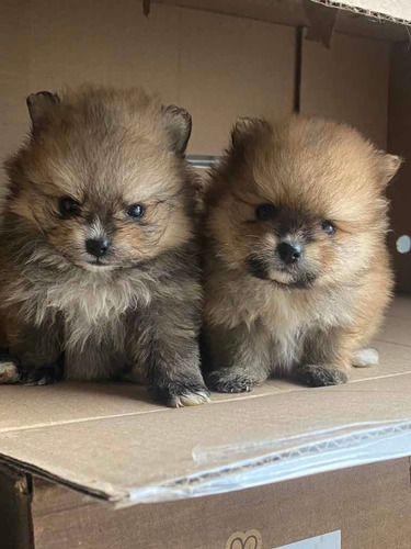 Sptiz Alemao (lulu Pomerania )