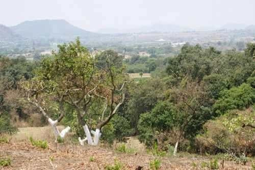 Imagen 6 de 6 de Terreno Campestre Totolapan, Morelos