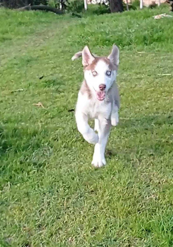 Cachorro Husky Siberiano 