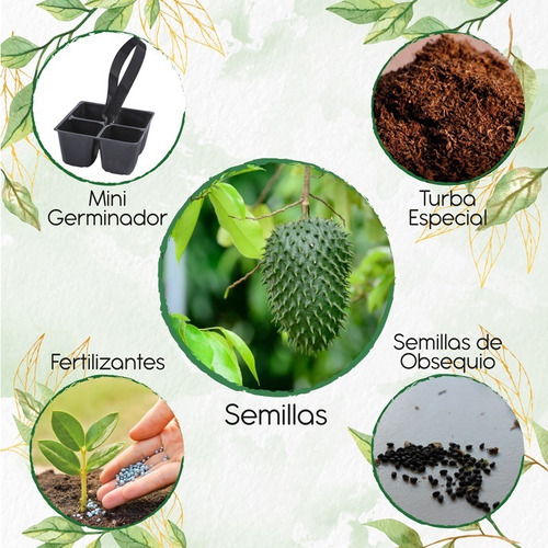 3 Semillas De Fruta Guanábana + Mini Kit De Germinación