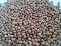 Comprar Sementes Feijão Guandu Andu Mandarim 2kg Sementes P Plantio 