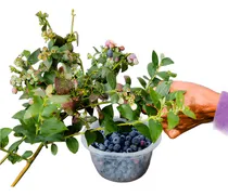 Comprar Plantas De Arandano
