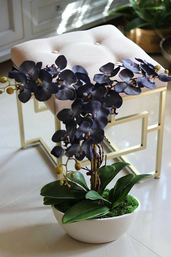 100 Semillas De Orquídea Fantasma