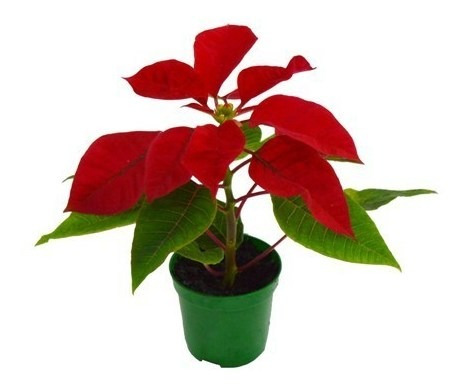 Flor Do Natal Bico-de-papagaio Poinsétia Planta Natural | MercadoLivre