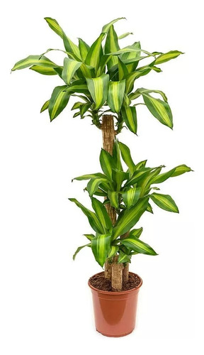 Palo De Agua, Dracena Fragans, Ideal Living 20lts