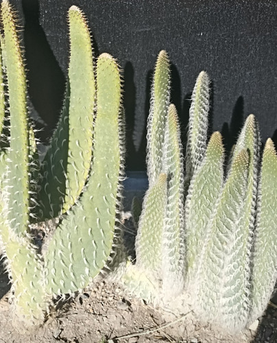 Opuntia Senilis, Nopal Viejito, Nv