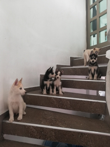 Imagen 5 de 7 de Huskys Siberianos