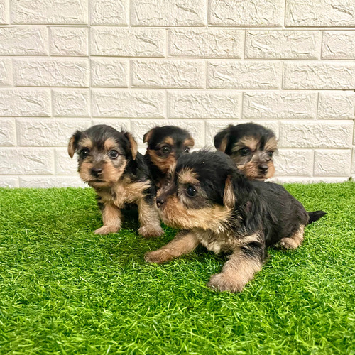 Cachorros Yorkshire Terrier