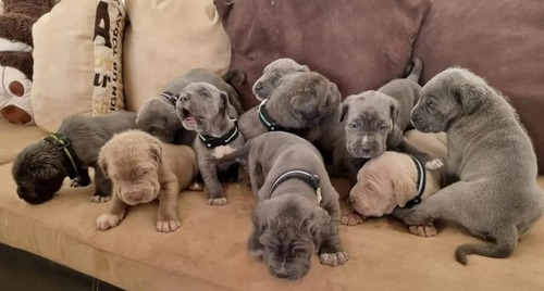 Cachorros Mastín Napolitano 100% Puros 