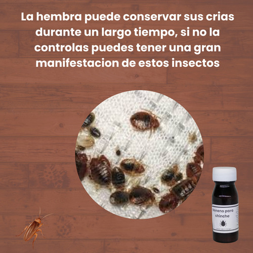 Insecticida Para Cucarachas Insecticida Para Chinches