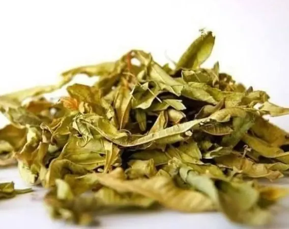 Abajeru Em Folhas 100% Natural Premium 100gr