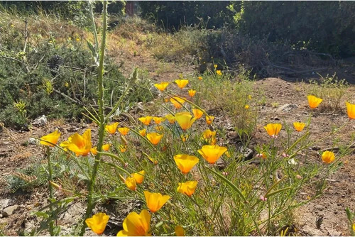 Terreno 1.500m² Alta Plusvalía En Reñaca Los Pinos