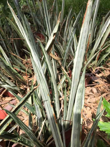 Sansevieria, Espada De San Jorge, Lengua De Suegra, Planta